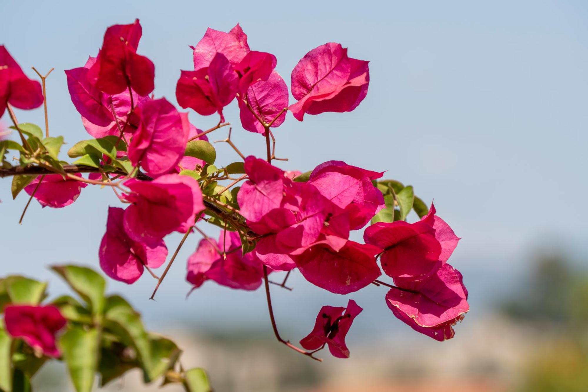 Ionia House Villa Selçuk Dış mekan fotoğraf